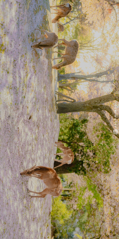 壁纸，却顾所来径 苍苍横翠微