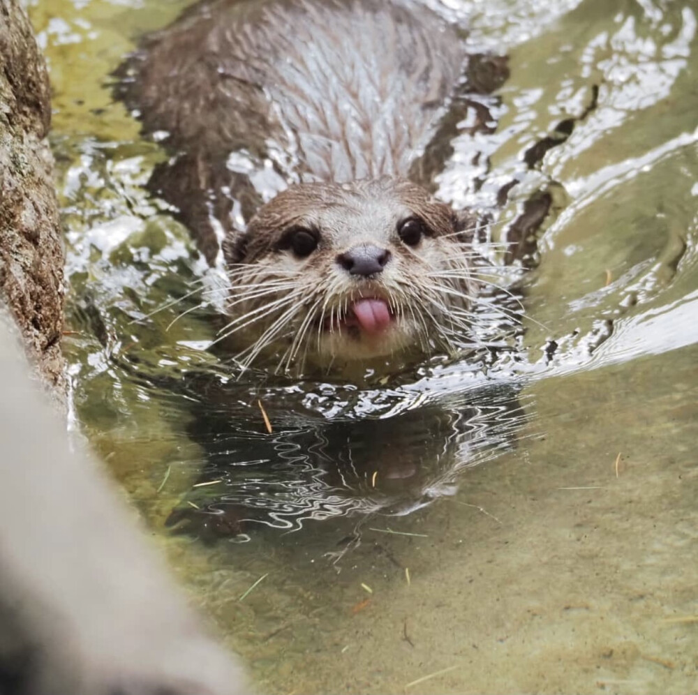 水獭