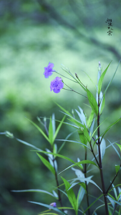 翠芦莉