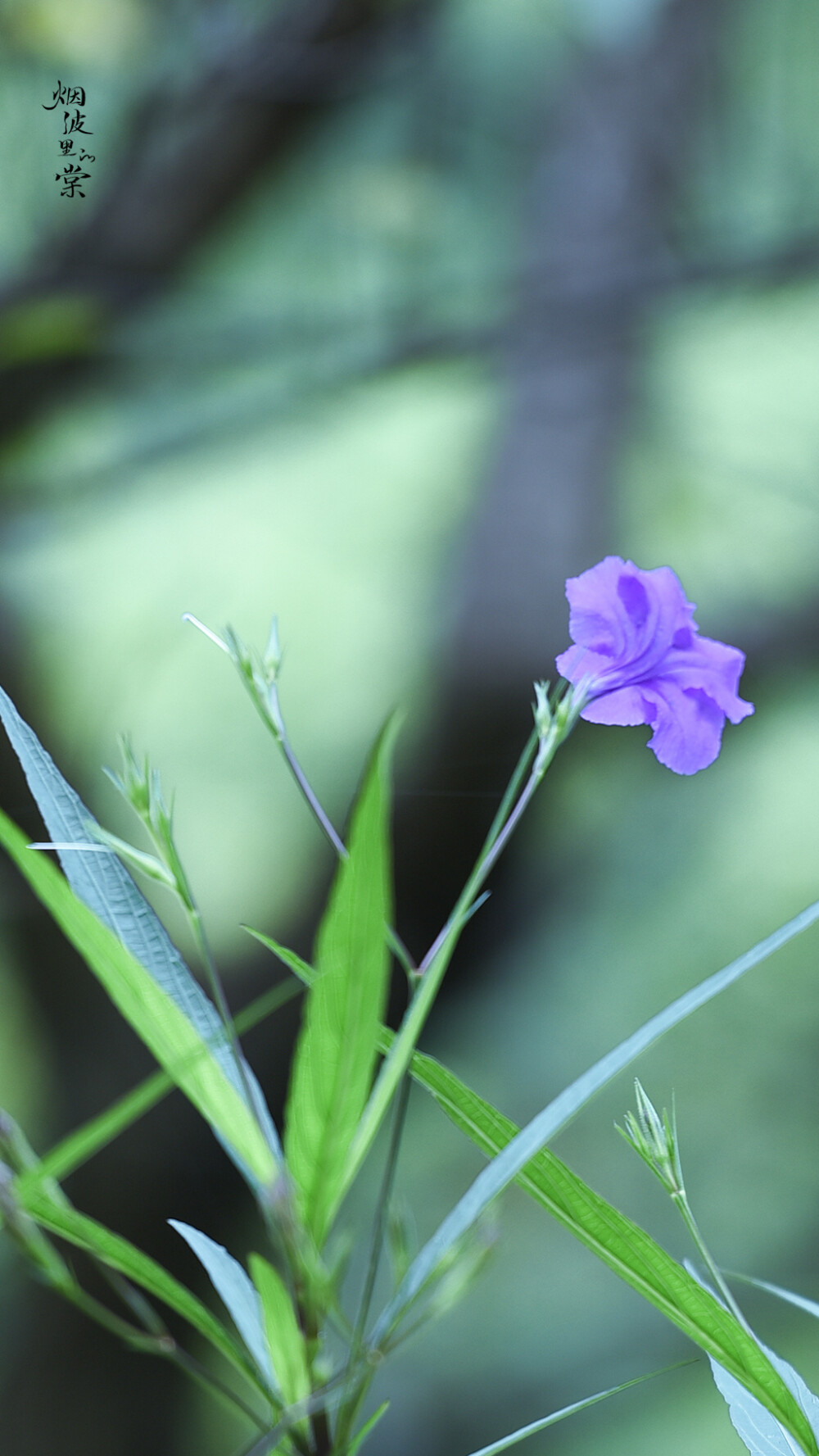 翠芦莉