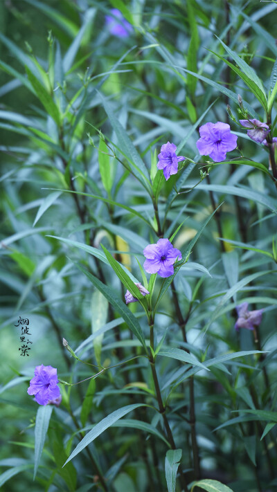 翠芦莉