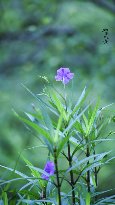 翠芦莉