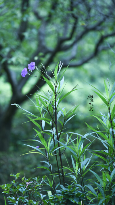 翠芦莉