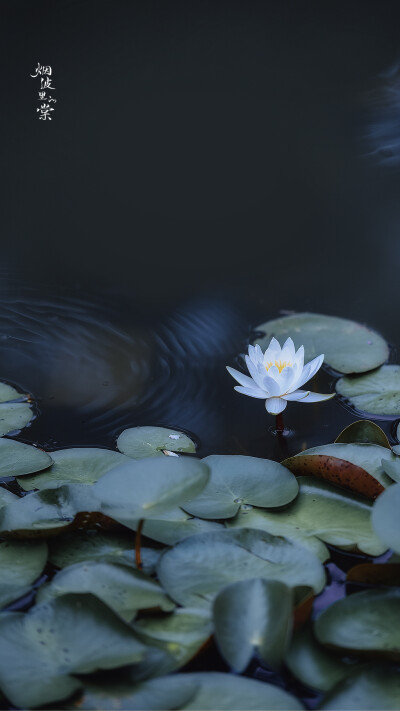 一池秋水，满湖荷香