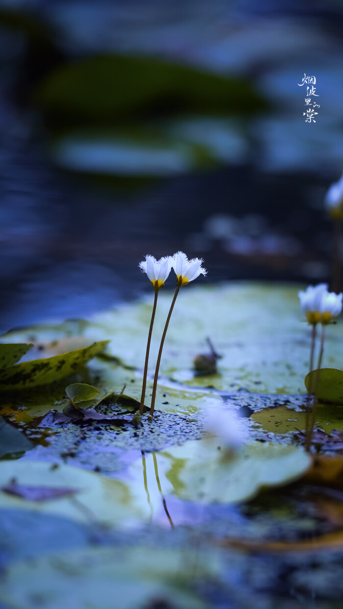 一叶莲 堆糖 美图壁纸兴趣社区
