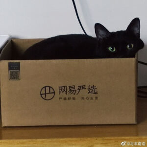 黑猫