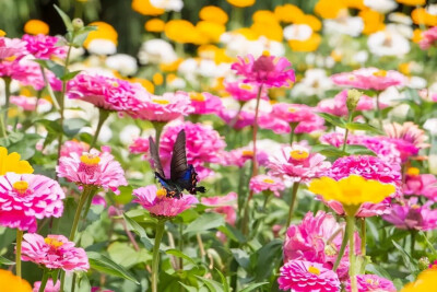 花开花落