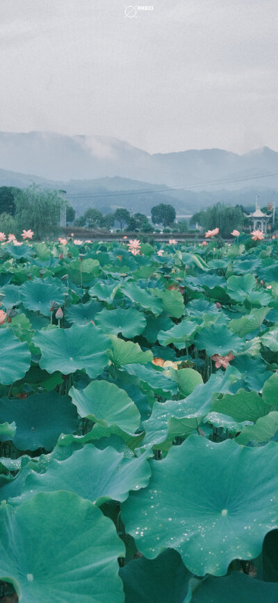 荷花壁纸