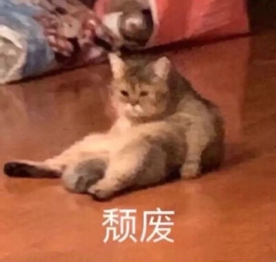 猫表情包