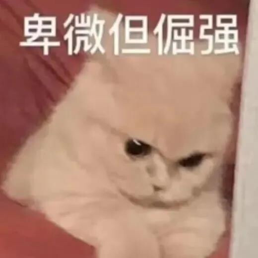 猫表情包