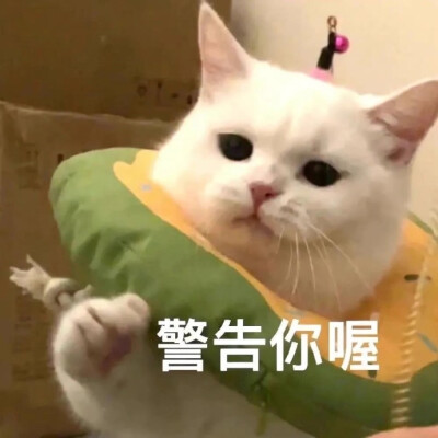 猫表情包