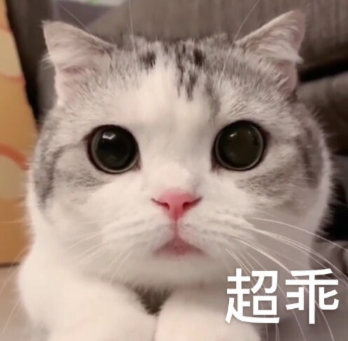 猫表情包