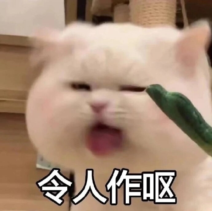 猫表情包