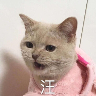 猫表情包