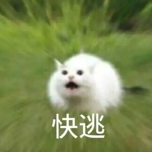 猫表情包