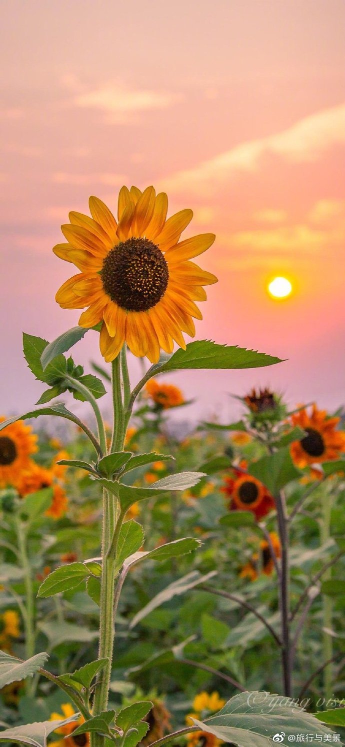 太阳花 向日葵