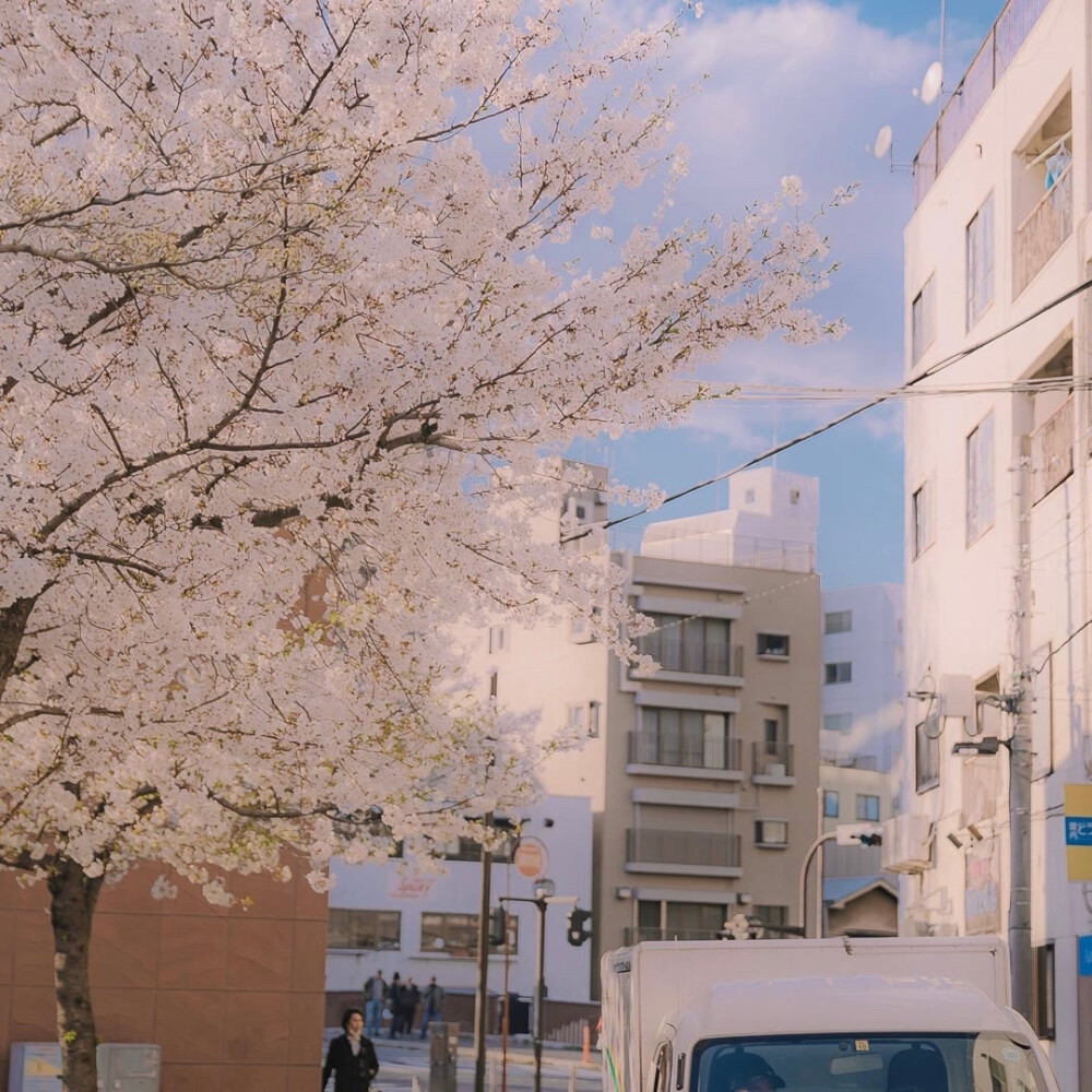 Sakura 