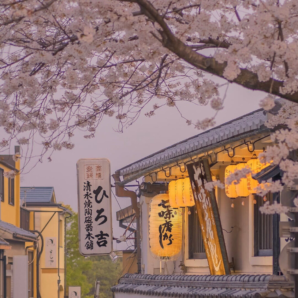 Sakura 