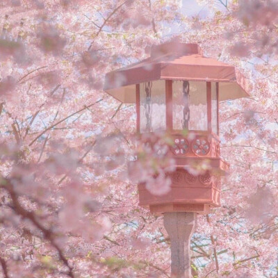 Sakura 