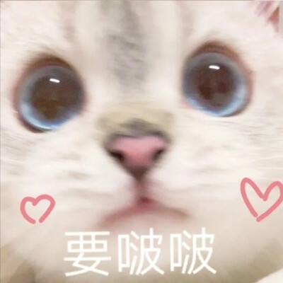 猫猫表情