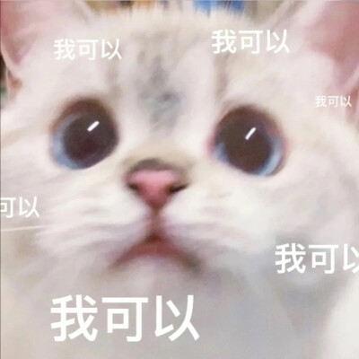 猫猫表情