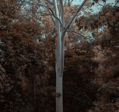 黄昏虽在，但少年已经离开了。