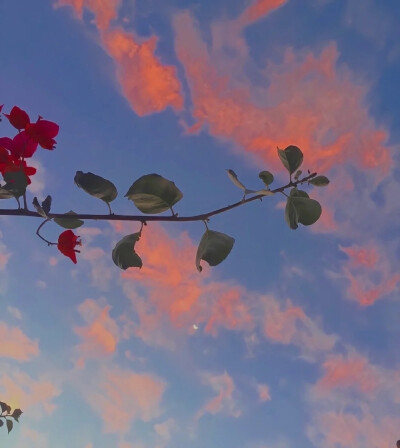 花儿盛开，景色宜人