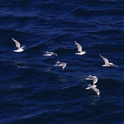 花儿盛开，景色宜人