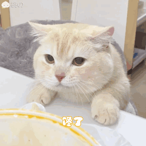 桃桃 猫咪表情包 猫猫表情包