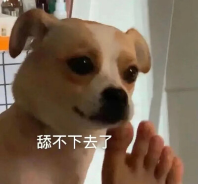 表情包