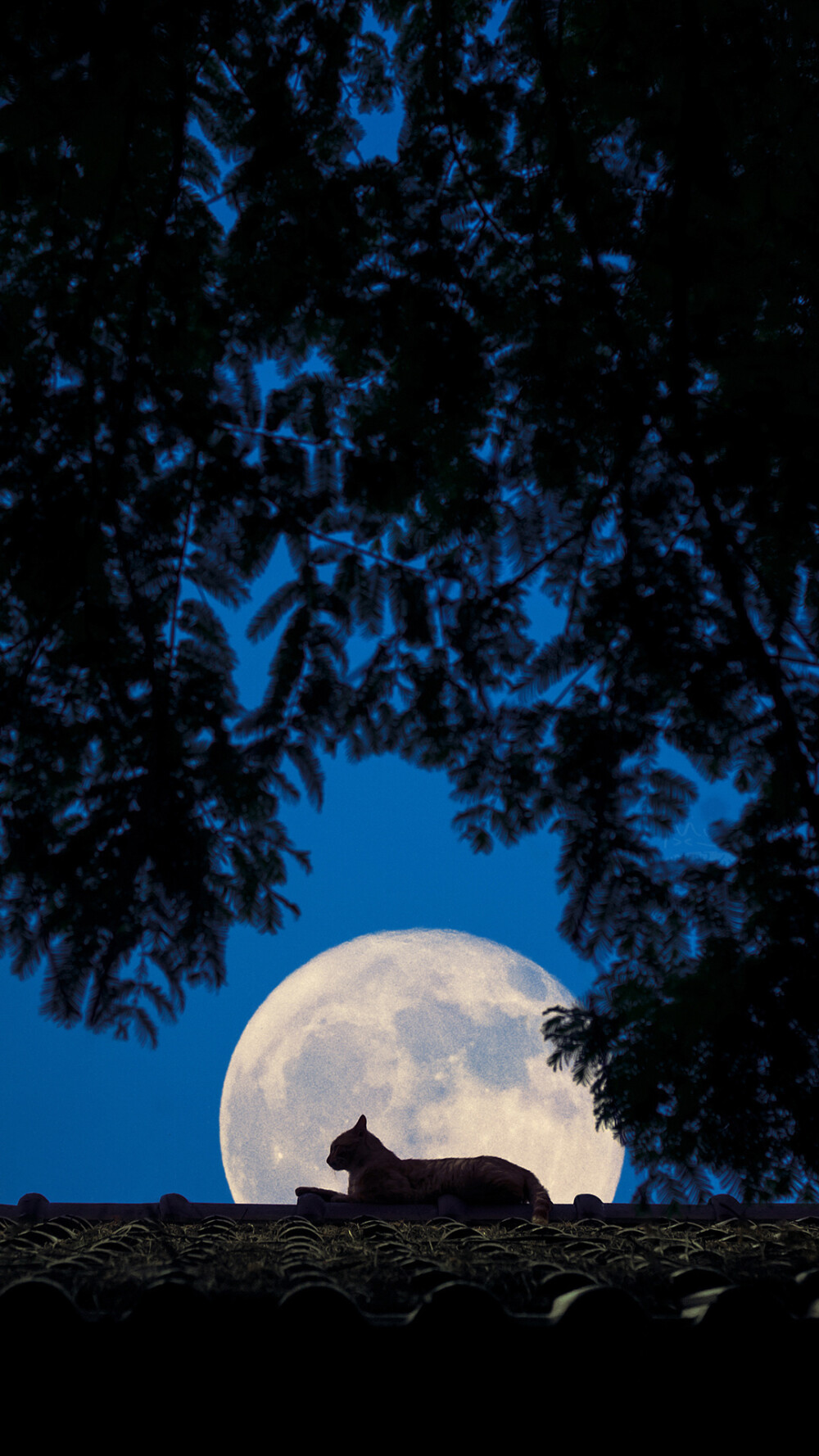 月夜 今人不见古时月 今月曾经照古人
图源微博 侵删