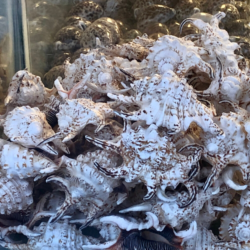 或许有人喜欢看日常吗？喜欢的话我会偶尔发一下*⁂((✪⥎✪))⁂*