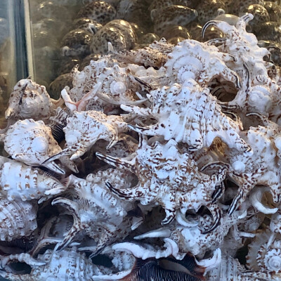 或许有人喜欢看日常吗？喜欢的话我会偶尔发一下*⁂((✪⥎✪))⁂*