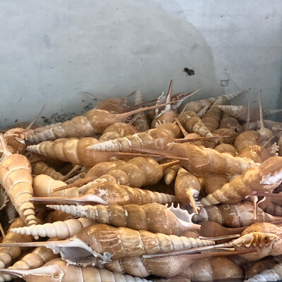 或许有人喜欢看日常吗？喜欢的话我会偶尔发一下*⁂((✪⥎✪))⁂*