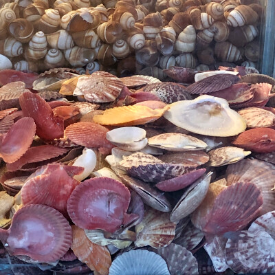 或许有人喜欢看日常吗？喜欢的话我会偶尔发一下*⁂((✪⥎✪))⁂*