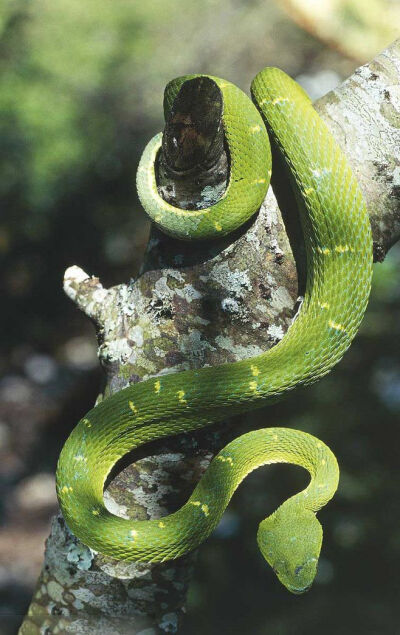 棕榈蝮蛇
