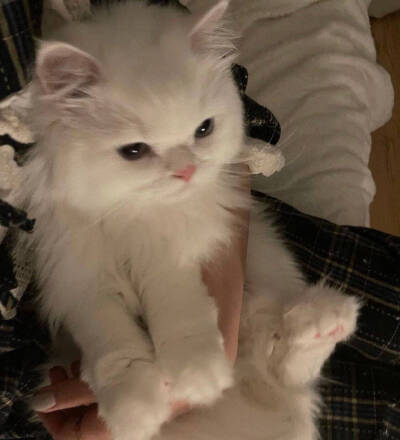 小动物头像 猫咪头像 可爱猫猫 小猫