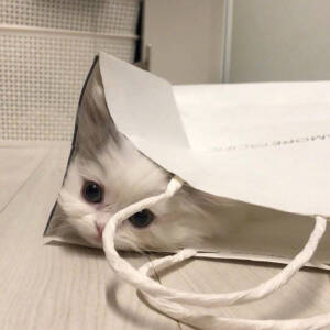 小动物头像 猫咪头像 可爱猫猫 小猫