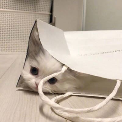 小动物头像 猫咪头像 可爱猫猫 小猫