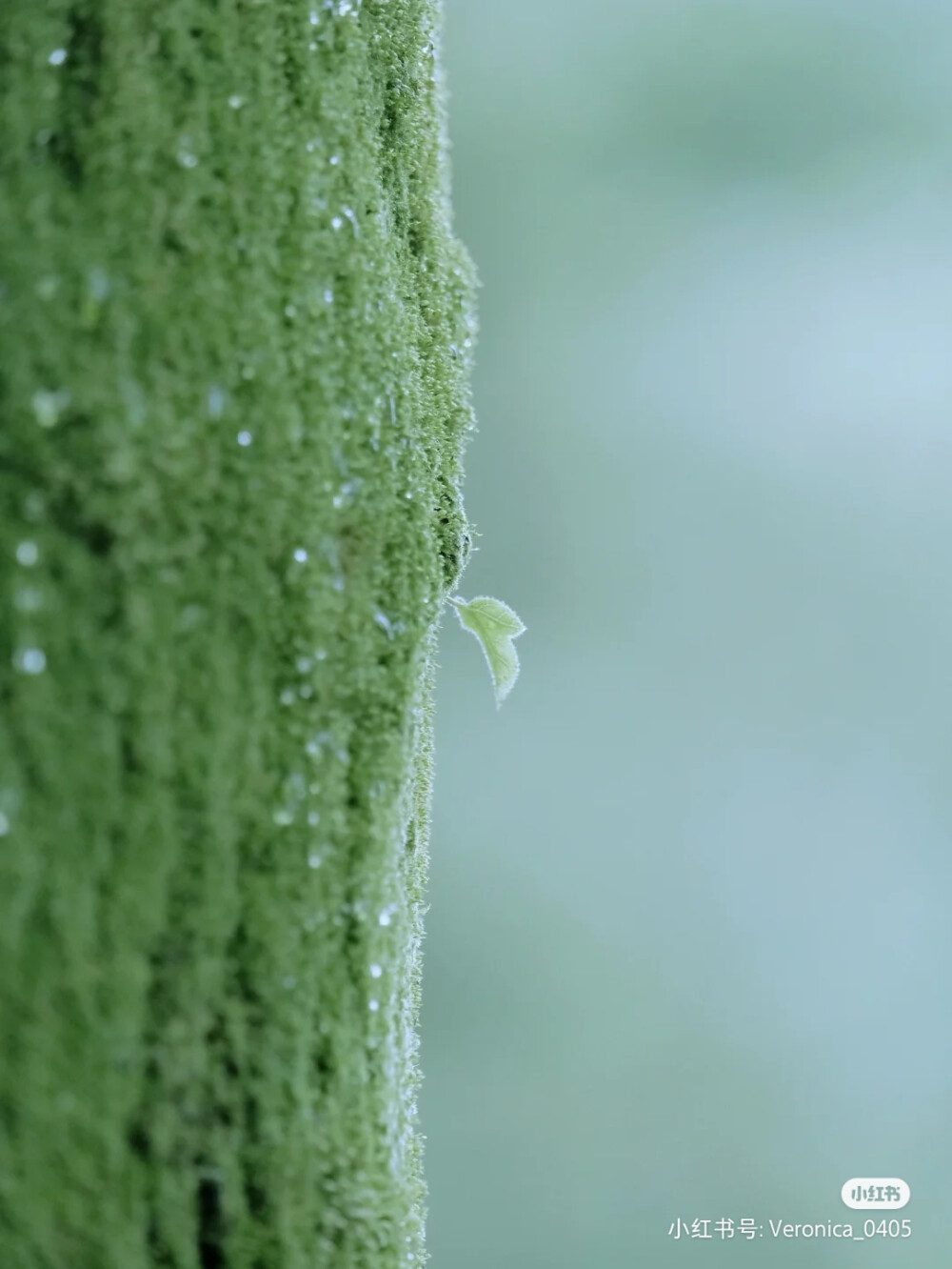 手机壁纸