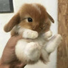 萌物