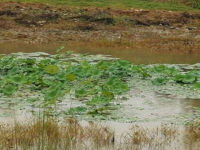 某天下雨