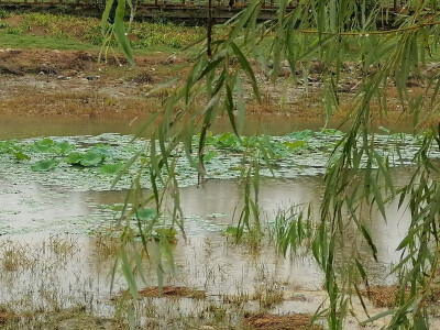 某天下雨