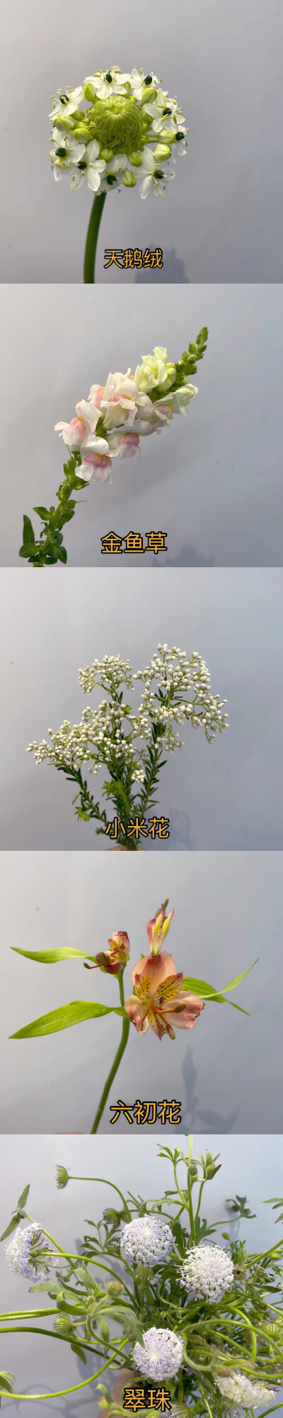 鲜花