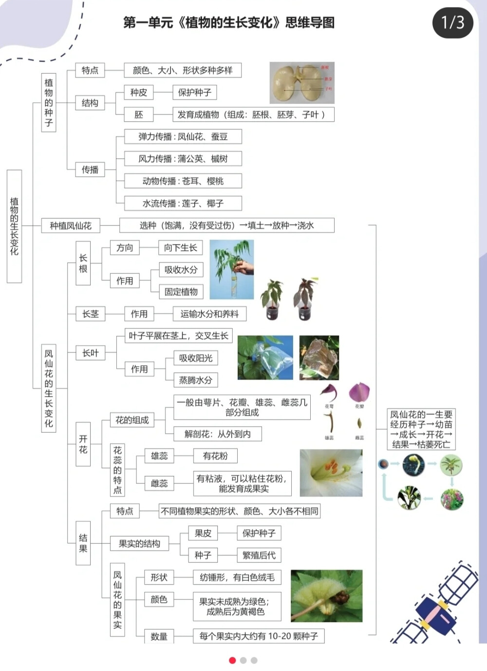 五年级思维导图