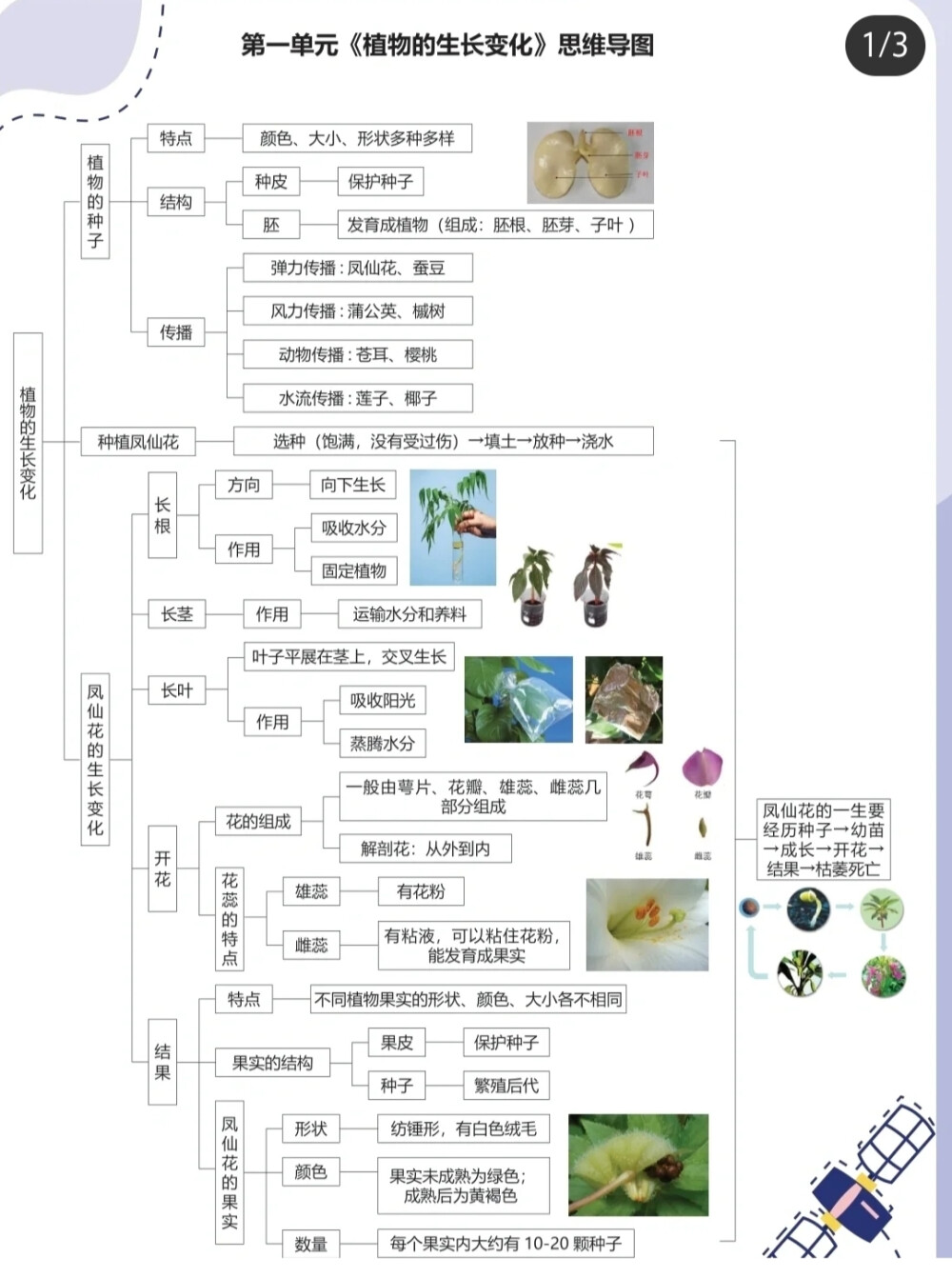 五年级思维导图