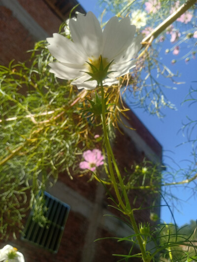 小花花