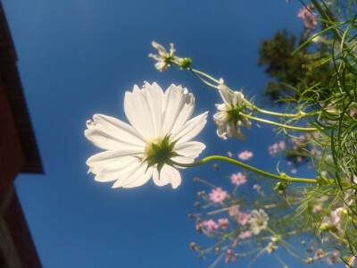 小花花