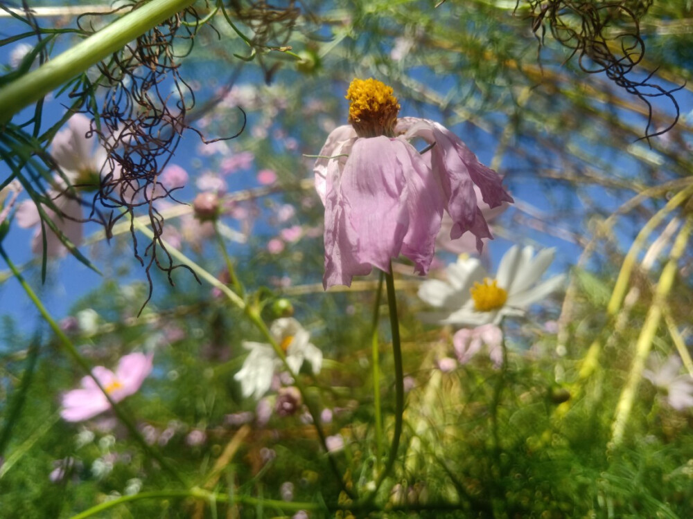 小花花