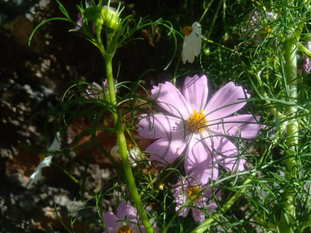 小花花